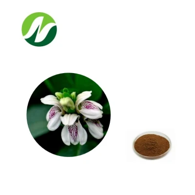 Natural Herb Best Quality Adhatoda Vasica Adhatoda Extract